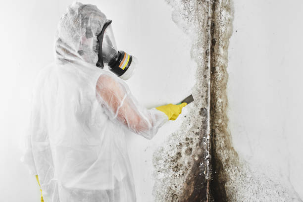 Best Mold Testing and Inspection Services in Deridder, LA